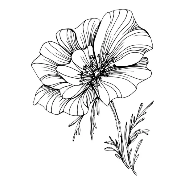 Mohn Blüht Florale Botanische Blume Isoliertes Illustrationselement Vektor Handzeichnung Wildflower — Stockvektor