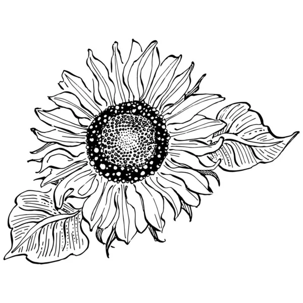 Fleur Botanique Florale Élément Illustration Isolé Dessin Vectoriel Main Fleur — Image vectorielle
