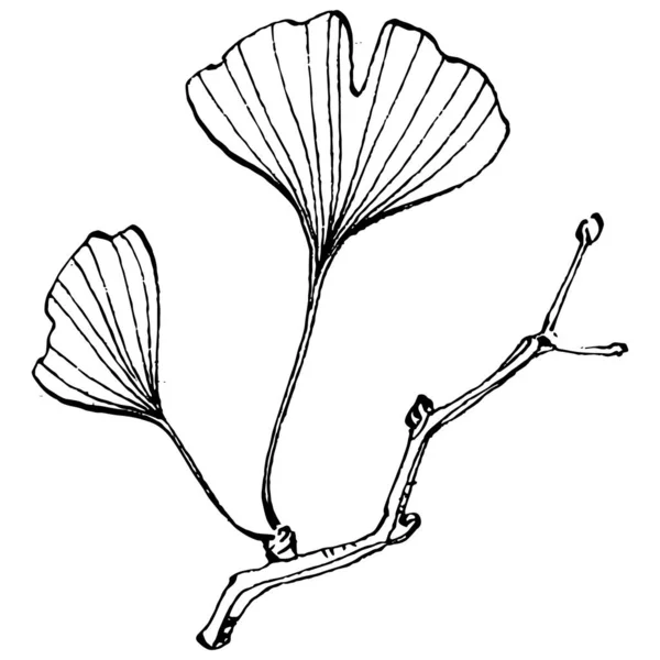 Ginkgo Planta Hierbas Mano Dibujo Boceto Tatuaje Floral Altamente Detallado — Vector de stock