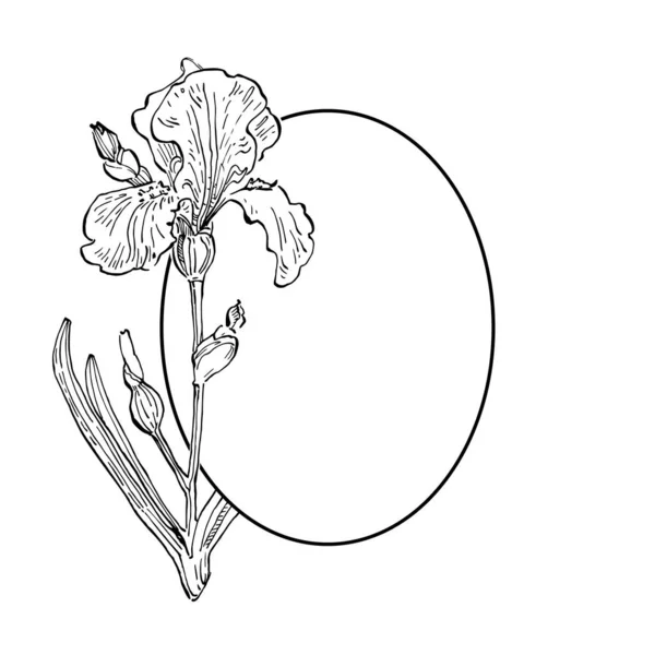 Dessiné Main Iris Logo Floral Cadre Bordure Élément Promo Modèle — Image vectorielle