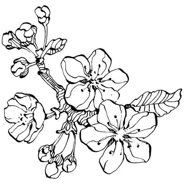 Dibujado Mano Sakura Logotipo Floral Marco Borde Elemento Promocional Plantilla — Vector de stock