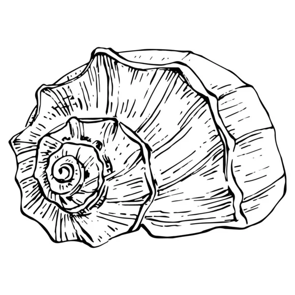 Hand Drawn Ocean Shells Isolated Black White Illustration - Stok Vektor