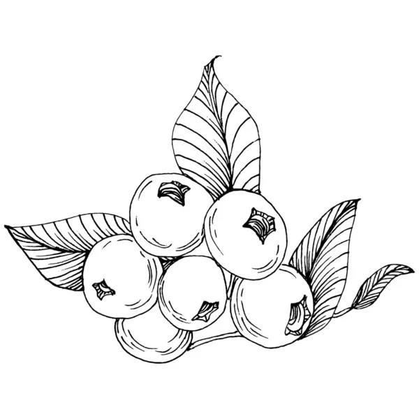 Blueberry Handzeichnung Vintage Clip Art Beeren Logo Oder Tätowierung Sehr — Stockvektor