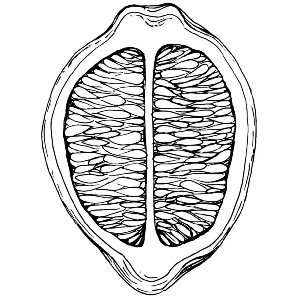 Limone Isolato Fondo Bianco Schizzo Stile Inciso Con Olio Essenziale — Vettoriale Stock