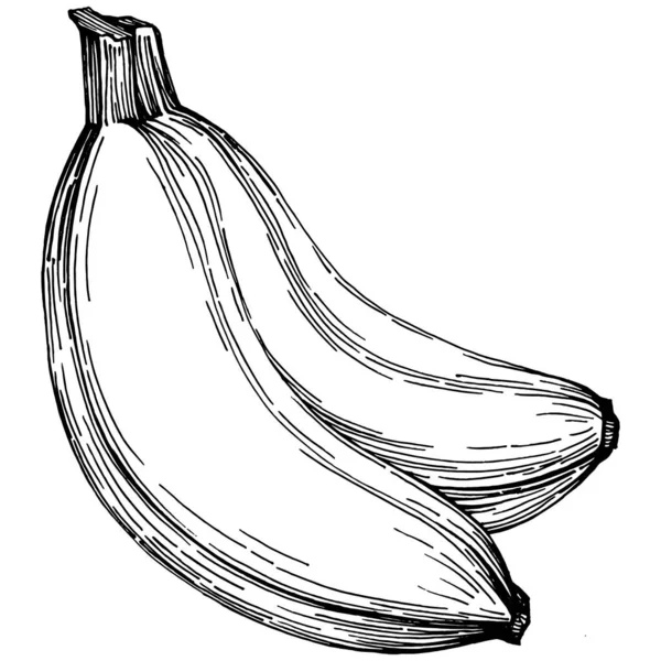 Handgezeichnete Isolierte Banane Vektorillustration Exotische Früchte — Stockvektor