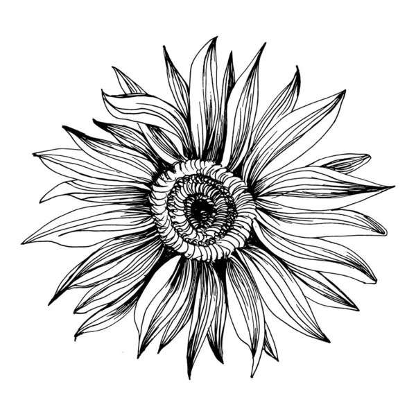 Sonnenblume Floral Botanische Blume Isoliertes Illustrationselement Vektorwildblume Für Hintergrund Textur — Stockvektor