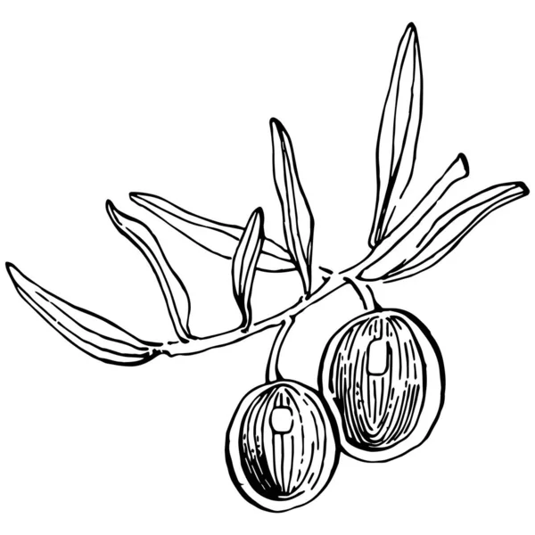 Esquema Aceitunas Ramas Olivo Aisladas Sobre Fondo Blanco Hojas Aceitunas — Archivo Imágenes Vectoriales
