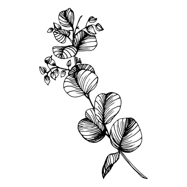 Hojas Eucalipto Flor Botánica Floral Elemento Ilustración Aislado Dibujo Mano — Vector de stock