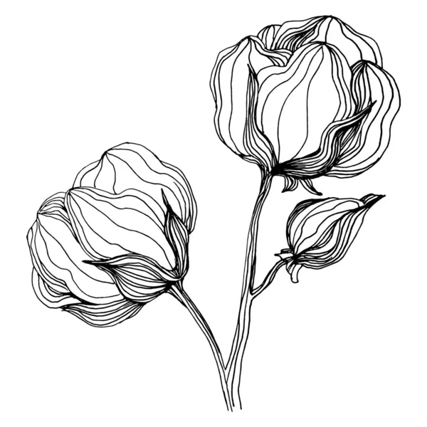 Fiore Cotone Fiore Botanico Floreale Elemento Illustrazione Isolato Vettore Mano — Vettoriale Stock