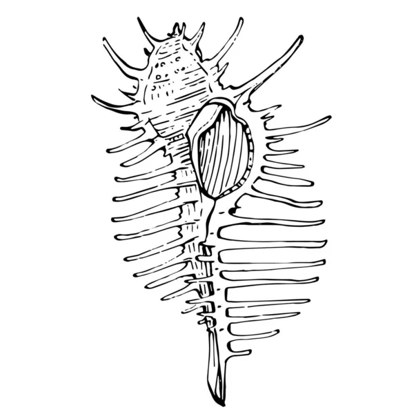 Ručně Kreslené Mořské Mušle Izolované Černobílé Ilustraci — Stockový vektor