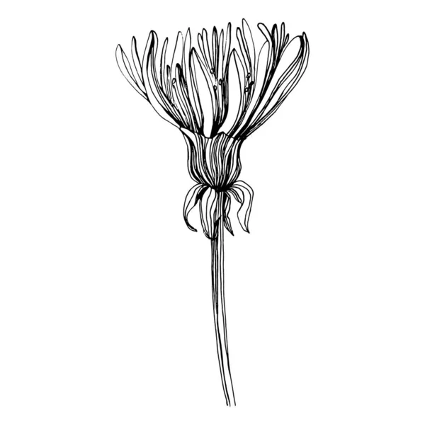 Цветок Одуванчика Цветочный Ботанический Тараксакум Изолированный Элемент Иллюстрации Векторный Ручной — стоковый вектор
