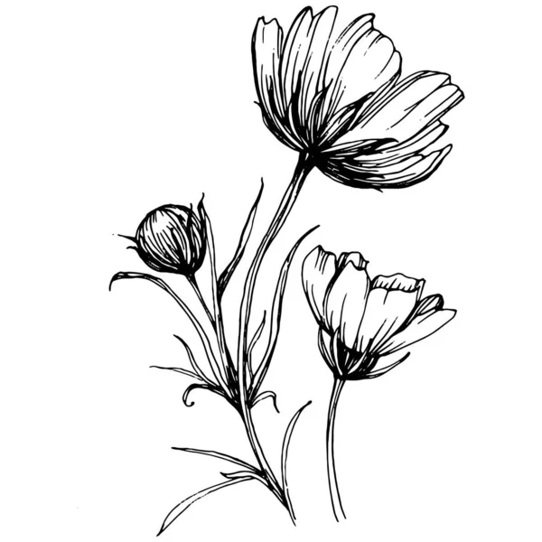 手描きでコスモスの花 コスモスの花のロゴやタトゥーは ラインアートスタイルで非常に詳細です 黒と白のクリップアートは孤立した エンブレムのためのアンティークヴィンテージ彫刻イラスト 漢方薬 — ストックベクタ