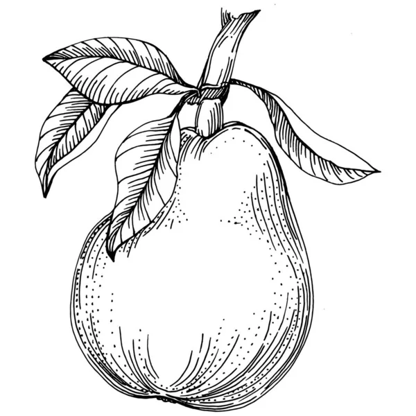 Schizzo Isolato Pera Con Illusione Disegnata Mano Elemento Vettore Frutta — Vettoriale Stock