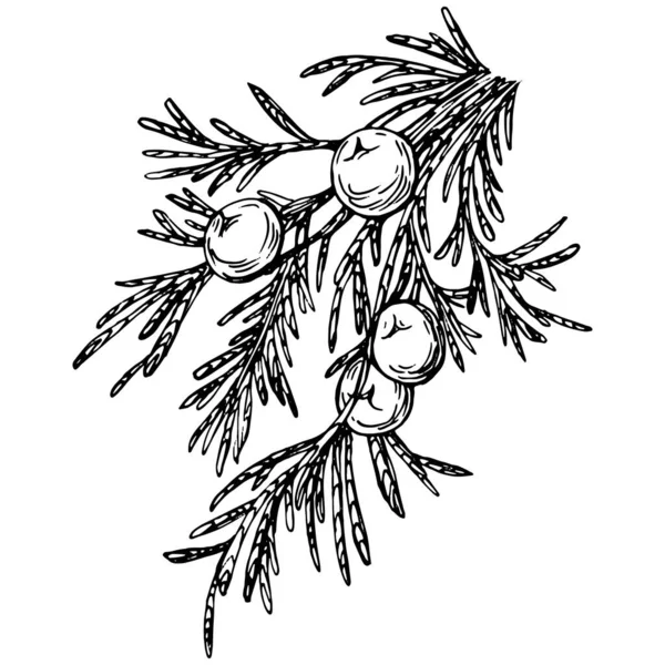 Juniper矢量绘图 枝条上的浆果的独立复古图解 有机精油雕刻风格草图 美容和温泉 化妆品配料 很好的标签 — 图库矢量图片