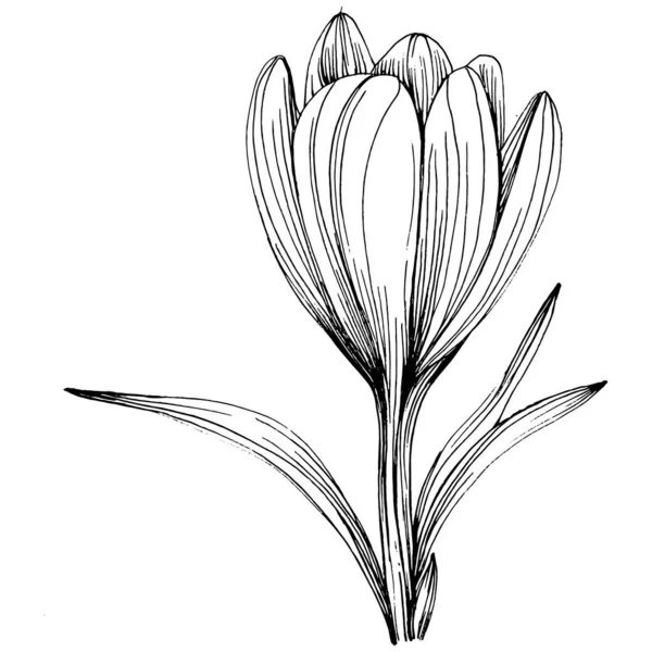 番红花或藏红花 植物植物的花 孤立的说明性元素 矢量手绘野花 用于背景 包装图案 框架或边框 — 图库矢量图片
