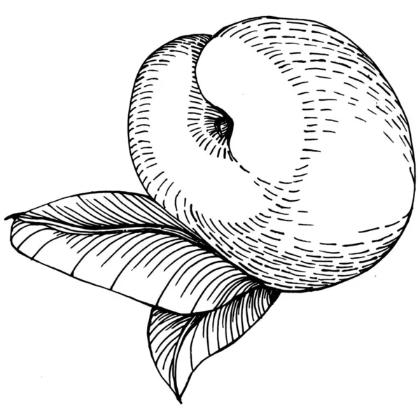 Peach Vecteur Croquis Isolé Illustration Dessinée Main Nourriture Été Style — Image vectorielle