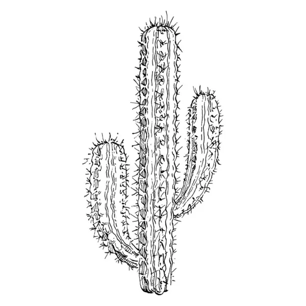 Illustration Isolée Cactus Sur Fond Blanc Icônes Logo Cactus Élément — Image vectorielle