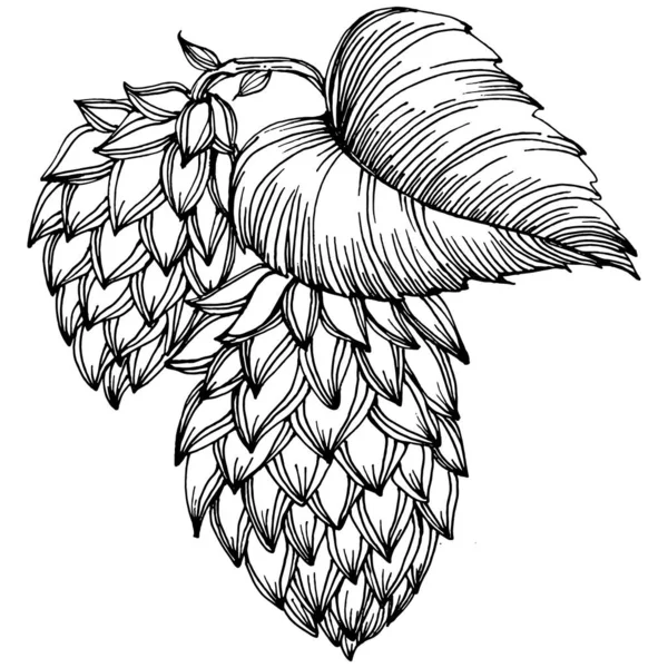 Planta Lúpulo Mano Dibujo Vintage Clip Art Logo Humulus Tatuaje — Archivo Imágenes Vectoriales