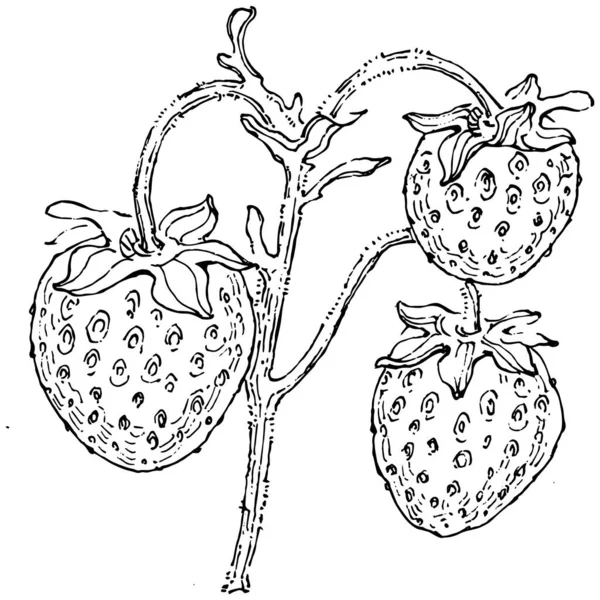 Erdbeere Handzeichnung Vintage Clip Art Beeren Logo Oder Tätowierung Sehr — Stockvektor