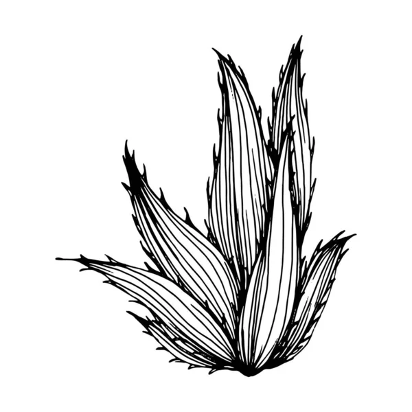 로고에 Cactus 스케치 식물성 문신은 스타일로 상세하게 새겨졌다 아트는 배경에서 — 스톡 벡터