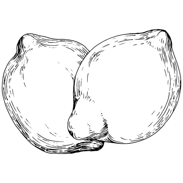 Citron Isolé Sur Fond Blanc Esquisse Style Gravé Huile Essentielle — Image vectorielle