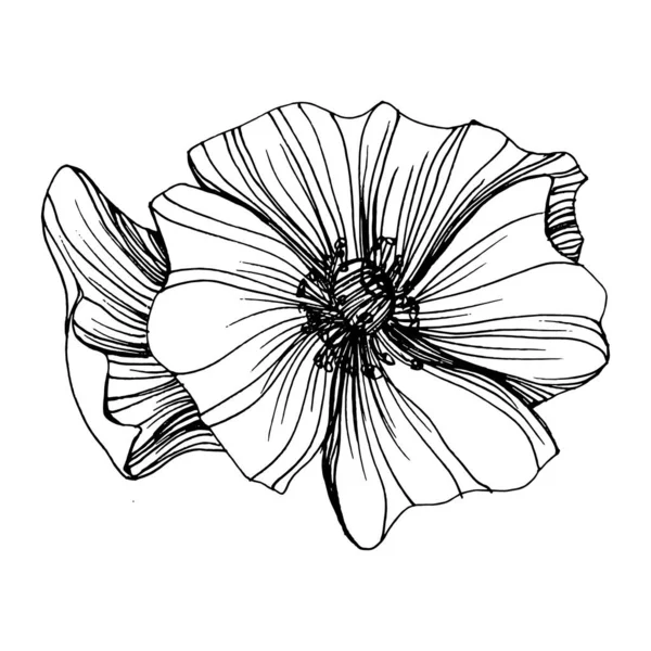 Квітка Маків Квіткова Ботанічна Квітка Ізольований Елемент Ілюстрації Векторний Малюнок — стоковий вектор