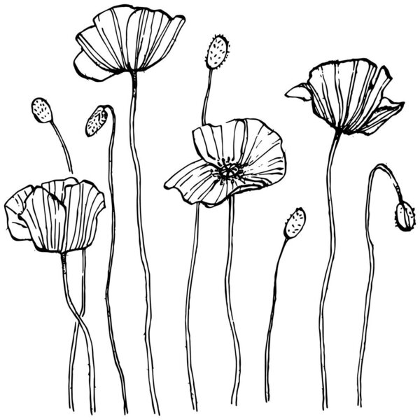 Poppies floral botanical flower. Isolated illustration element. Vector hand drawing wildflower for background, texture, wrapper pattern, frame or border.