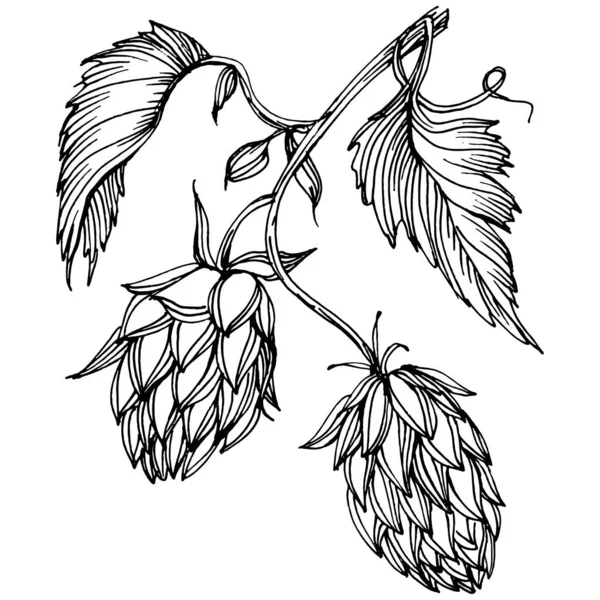 Zıplayan Bitki Klasik Klipsli Resim Çiziyor Humulus Logosu Dövmesi Sanat — Stok Vektör