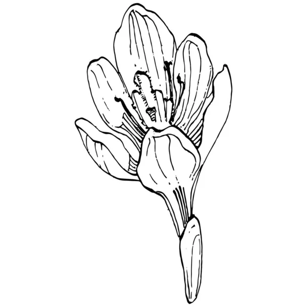 Crocus Fleur Vecteur Croquis Illustration Isolée Sur Fond Blanc Safran — Image vectorielle