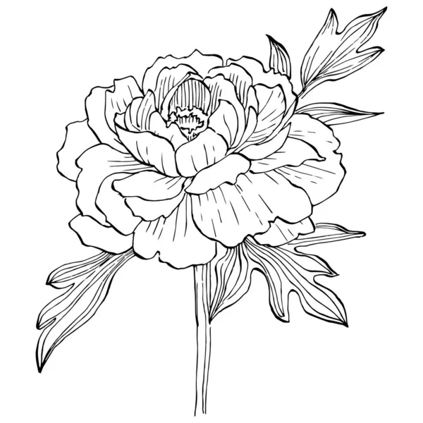 Kwiat Piwonii Kwiat Botaniczny Izolowany Element Ilustracji Wektor Ręcznie Rysunku — Wektor stockowy