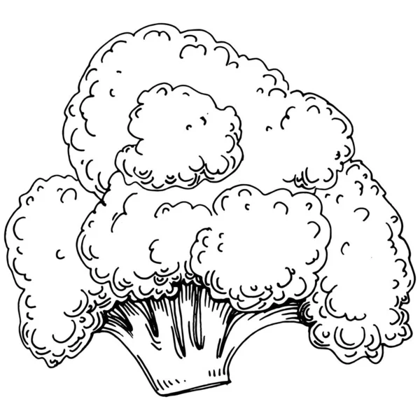 Broccoli Illustrazione Isolata Disegnata Mano Stile Inciso Sulle Verdure Disegno — Vettoriale Stock