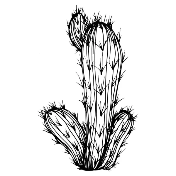 Cactus Sketch Logo Floral Succulent Plants Tattoo Highly Detailed Line — Stock Vector