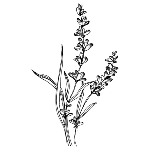 Fleur Lavande Fleur Botanique Florale Élément Illustration Isolé Dessin Vectoriel — Image vectorielle