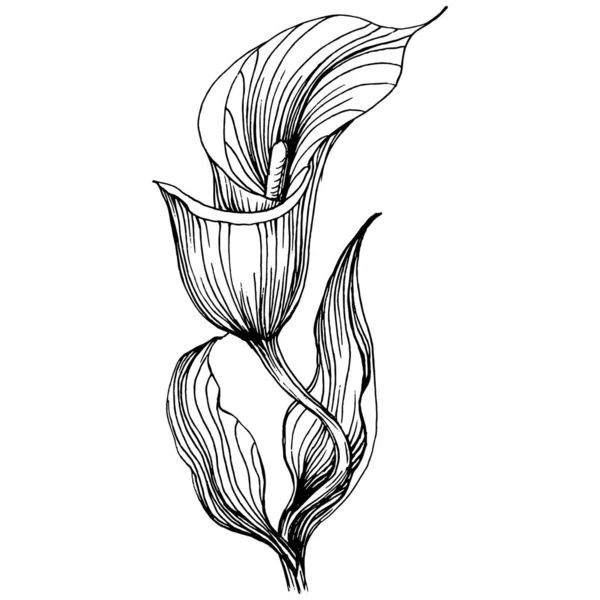 Fleur Tropicale Calla Par Dessin Main Logo Floral Lilium Tatouage — Image vectorielle