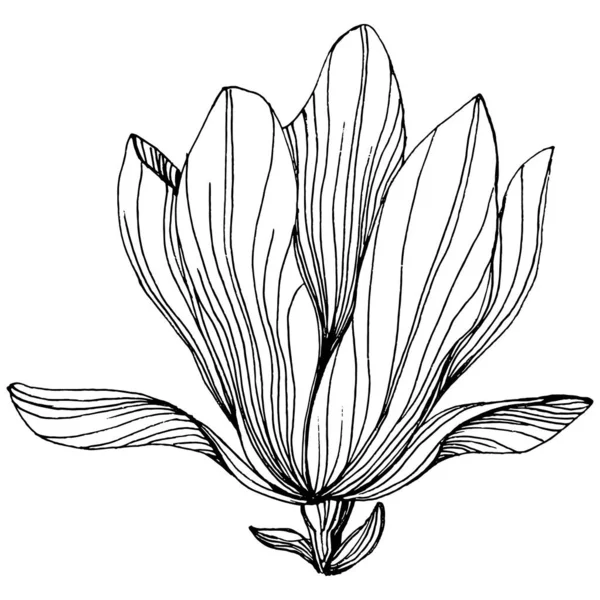 Magnolia Flower Floral Botanical Flower Isolated Illustration Element Vector Hand — Stockvector
