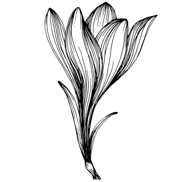 Crocus veya safran çiçeği. Çiçekli botanik çiçeği. İzole illüstrasyon elementi. Arkaplan, doku, ambalaj deseni, çerçeve veya kenar çizimi için vektör el.