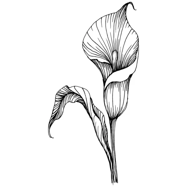 百合花是用手绘的 百合花卉标识或纹身在线条艺术风格的概念中非常详细 黑白夹子艺术孤立 国徽古董刻图解 — 图库矢量图片