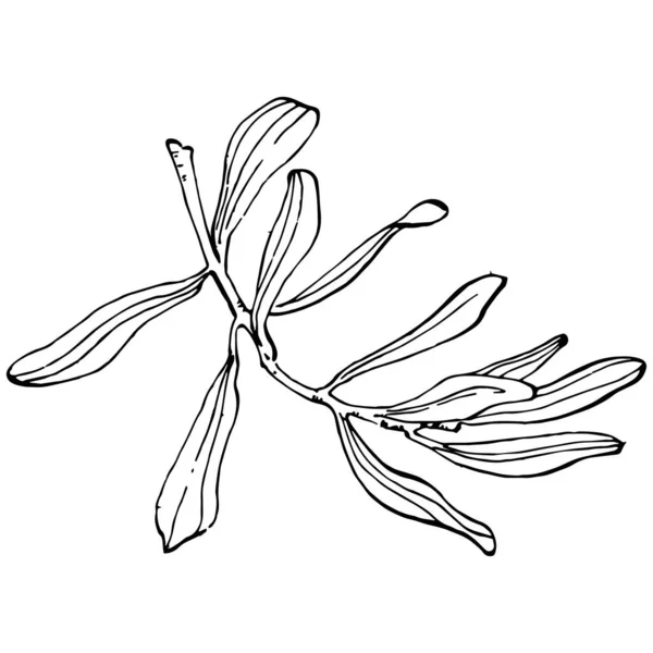 Olivenumriss Olivenzweige Isoliert Auf Weißem Hintergrund Blätter Oliven Vektor Schwarz — Stockvektor