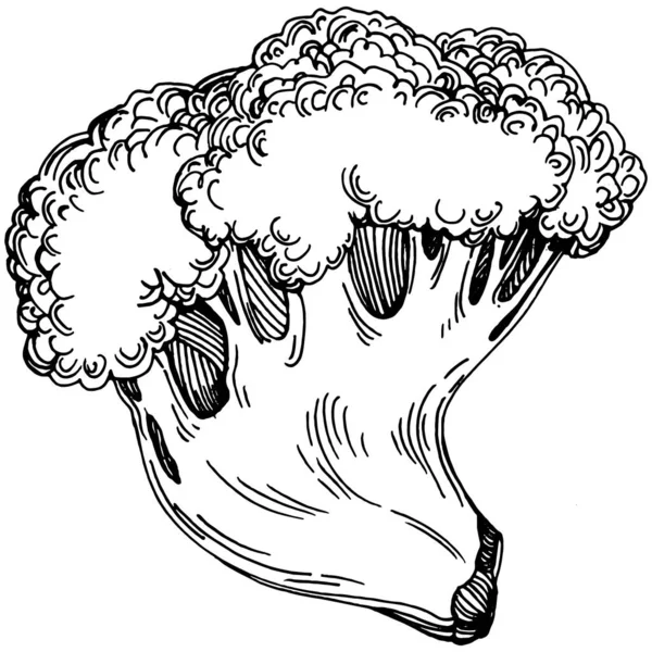 Brokoli Izole Edilmiş Çizimi Çizimi Sebze Oymalı Stil Vejetaryen Yemek — Stok Vektör