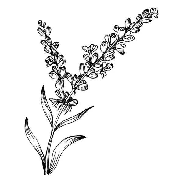 Lavender Botanical Flower Hand Drawn Design Wedding Herb Plant Monogram — ストックベクタ