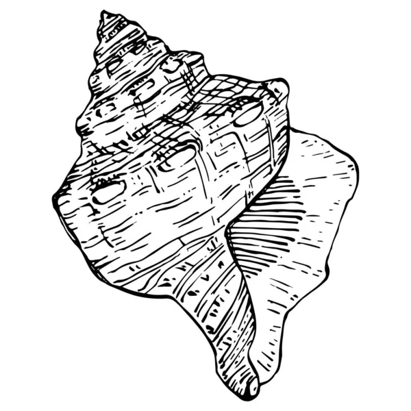 Hand Drawn Ocean Shells Isolated Black White Illustration — Vettoriale Stock