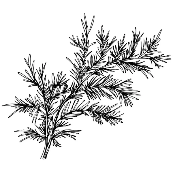 Juniper vektör çizimi. Böğürtlen dalında izole edilmiş eski bir illüstrasyon. Organik yağ oymalı taslak. Güzellik ve kaplıca, kozmetik malzeme. Etiket, poster, broşür, paket için harika