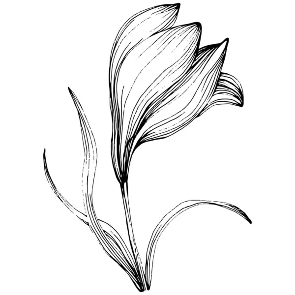 Crocus Fleur Safran Fleur Botanique Florale Élément Illustration Isolé Dessin — Image vectorielle