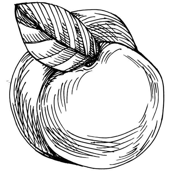 Broskvový Vektor Izolován Ručně Kreslené Ilustrační Ovoce Letní Jídlo Rytý — Stockový vektor