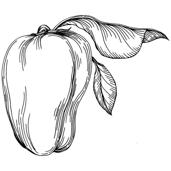 Croquis Légumes Poivrés Illustration Vectorielle Style Gravé Produit Sur Marché — Image vectorielle