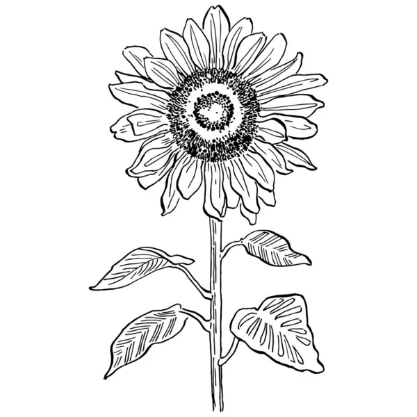 Tournesol Fleur Botanique Florale Élément Illustration Isolé Dessin Vectoriel Main — Image vectorielle