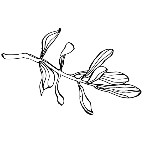 Olivenumriss Olivenzweige Isoliert Auf Weißem Hintergrund Blätter Oliven Vektor Schwarz — Stockvektor