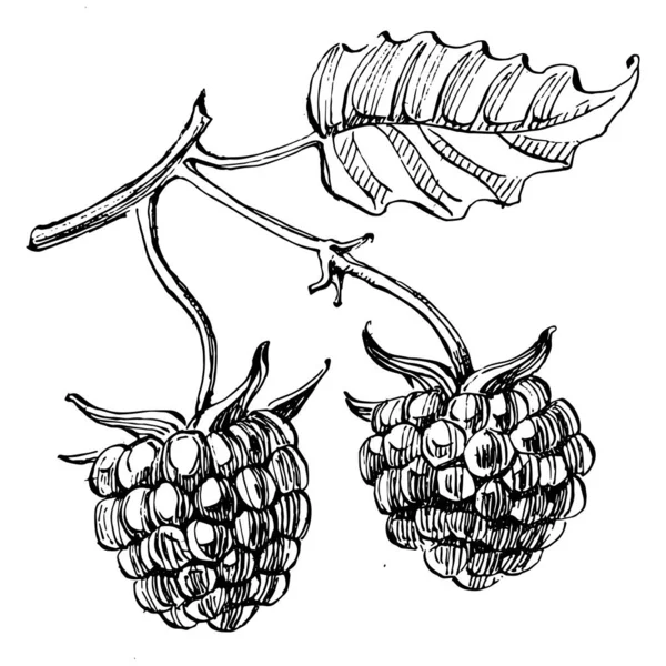 Frambuesa Dibujo Vectorial Aislado Esbozo Estilo Grabado Aceite Esencial Ecológico — Archivo Imágenes Vectoriales