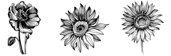Słoneczniki Ustawiają Elementy Kwiat Botaniczny Izolowany Element Ilustracji Wektor Ręcznie — Wektor stockowy