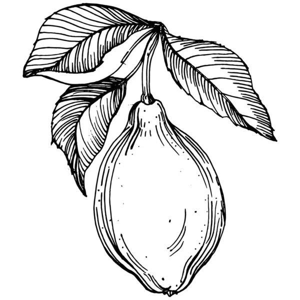 Pêra Esboço Isolado Com Ilustre Desenhado Mão Vetor Fruta Elemento —  Vetores de Stock
